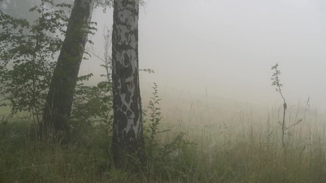 Birch in fog - (4K)