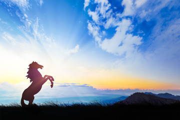 Silhouette of a horse on sunset background.