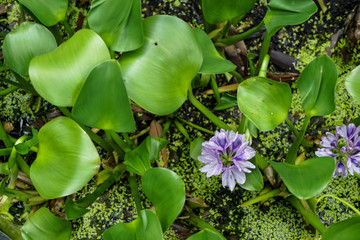 Top view  of beautiful light violet color Water Hyacinth blooming above water surface with glossy fresh green leaves in garden plant pot