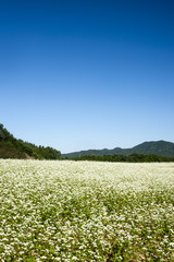 ソバ畑と青空