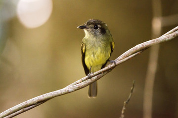 Naklejka premium Cabeçudo (Leptopogon amaurocephalus) | Sepia-capped Flycatcher photographed in the Farm Cupido & Refugio in Linhares, Espírito Santo, Southeast of Brazil. Atlantic Forest Biome.