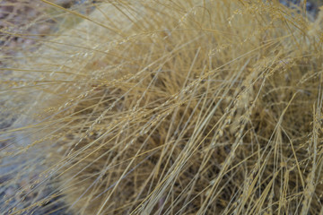 grass at Ormiston Gorge
