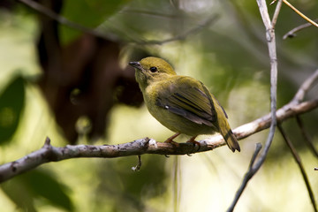 Rendeira fêmea (Manacus manacus) | White-bearded Manakin photographed in the Farm Cupido & Refugio in Linhares, Espírito Santo, Southeast of Brazil. Atlantic Forest Biome.