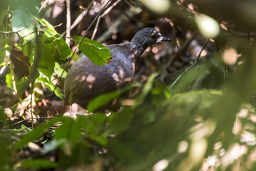 Tururim (Crypturellus soui) | Little Tinamou photographed in the Farm Cupido & Refugio in Linhares, Espírito Santo, Southeast of Brazil. Atlantic Forest Biome.