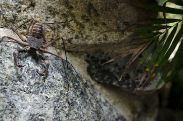 Whip spider on the rock