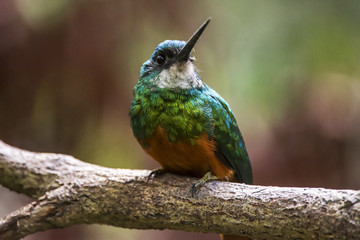 Ariramba-de-cauda-ruiva (Galbula ruficauda) | Rufous-tailed Jacamar photographed in the Farm Cupido & Refugio in Linhares, Espírito Santo, Southeast of Brazil. Atlantic Forest Biome.