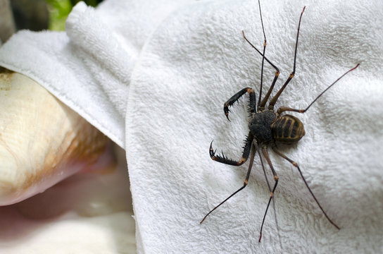 Tailess whip scorpion on a white towel in outdoor shower in tropics