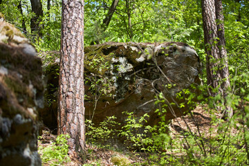 Stones in the forest