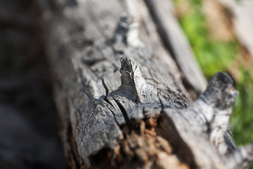 Knot on the tree