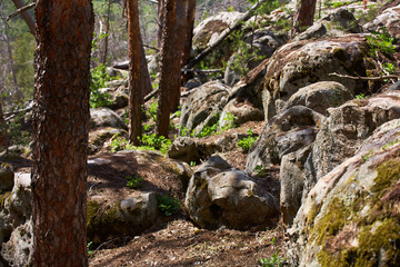 Stones in the forest