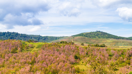 Fototapeta premium Cherry blossoms are blooming on the mountain in Phu Lom Lo, Phitsanulok Province, Thailand.