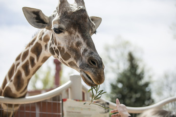 Giraffe eating the plant