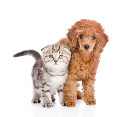 Puppy playing with kitten. isolated on white background