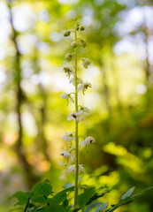 die Pflanze Rundblättriges Wintergrün ( Pyrola rotundifolia ) steht am Waldrand