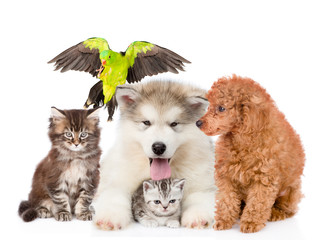 Group of pets. Isolated on white background