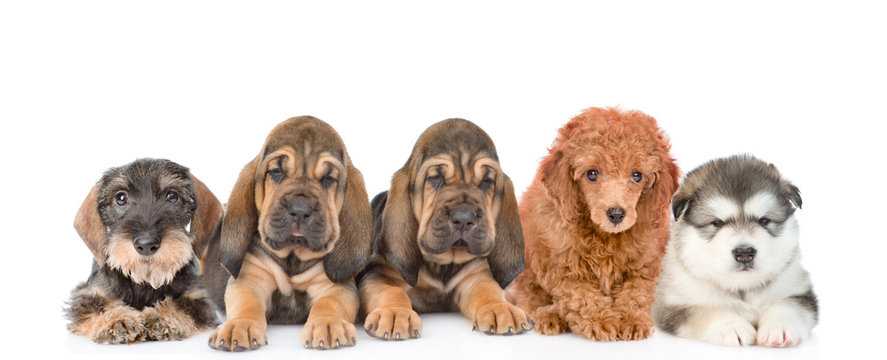 Group of purebred puppies. isolated on white background