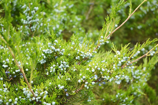  Juniperus excelsa or Greek Juniper Blue berries are used as spices and in medicine.