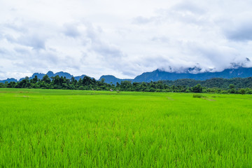 rice field in Vang Vieng Lao