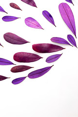 purple and pink color dry leaves on white background