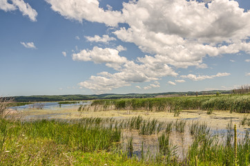 Swampy Area Under a Beautiful Sky 