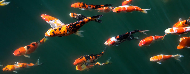 Japanese Fancy Koi Carp Fishes