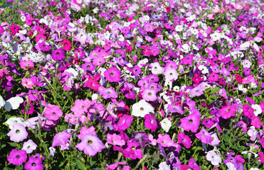 Fototapeta premium Colorful flowerbed of Petunia exserta flowers. Colorful Summer Petunia flowers Background.