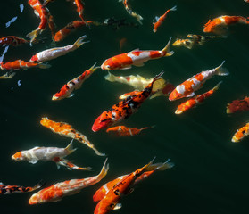 Japanese Fancy Koi Carp Fishes
