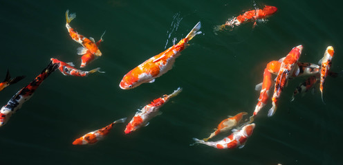 Japanese Fancy Koi Carp Fishes