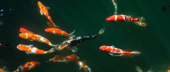 Japanese Fancy Koi Carp Fishes