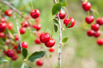 Red Cherries on Branches