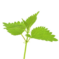 Fototapeta premium young leaves of nettle on a white background
