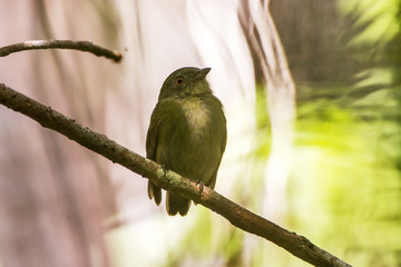 Cabeça-encarnada (Ceratopipra rubrocapilla) | Red-headed Manakin photographed in the Farm Cupido & Refugio in Linhares, Espírito Santo, Southeast of Brazil. Atlantic Forest Biome.