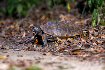 Jabuti-tinga (Chelonoidis denticulata) | Yellow-footed tortoise photographed in the Farm Cupido & Refugio in Linhares, Espírito Santo, Southeast of Brazil. Atlantic Forest Biome.