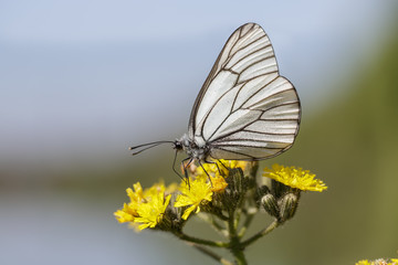 Black-veined White butterfly