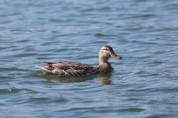 Mallard