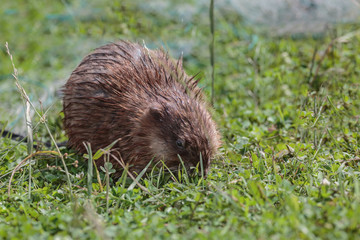Muskrat