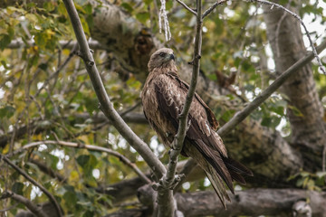 Black Kite