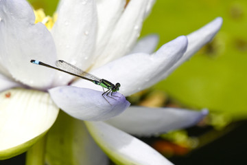 糸とんぼと睡蓮の花 © momochan123