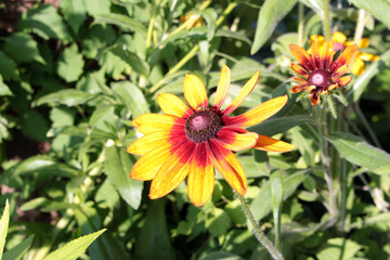 yellow flower of Echinacea