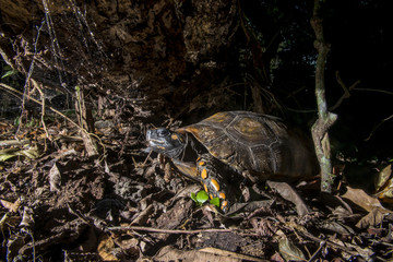 Jabuti-tinga (Chelonoidis denticulata) | Yellow-footed tortoise photographed in the Farm Cupido & Refugio in Linhares, Espírito Santo, Southeast of Brazil. Atlantic Forest Biome.