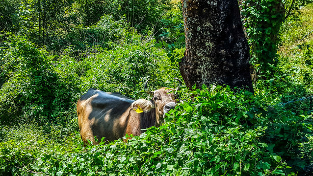 Brown cow eating leaves in the forest.