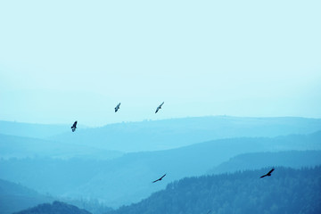Fototapeta na wymiar Birds flying above mountain