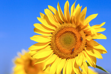 Yellow beautiful sunflower on a green stalk and large leaves stands on a sunflower field in a bright sunny joyful day, the sun shines, clear blue sky, blurred background
