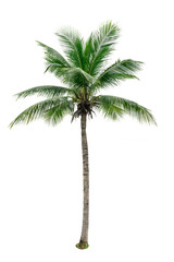 Fototapeta na wymiar Coconut tree isolated on white background used for advertising decorative architecture. Summer and beach concept