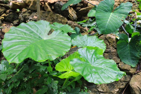 Leaf on the floor
