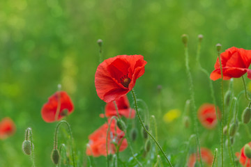 Obraz premium Floral background. Red poppies in green grass on a blurry background of lush meadow with bokeh effect