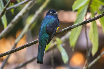 Surucuá-grande-de-barriga-amarela (Trogon viridis) | White-tailed Trogon photographed in the Farm Cupido & Refugio in Linhares, Espírito Santo, Southeast of Brazil. Atlantic Forest Biome.