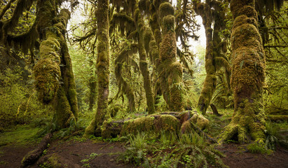 Hoh Rain Forest, Hall of Mosses, Olympic National Park