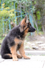 Close Up Portrait of German Shepherd Puppy. Cute Fluffy Little Pet