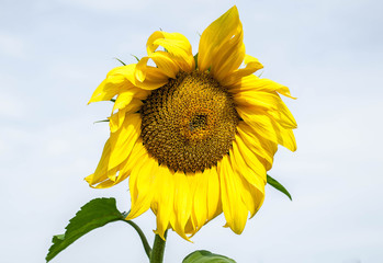 Yellow sunflower on the background of the sky.
